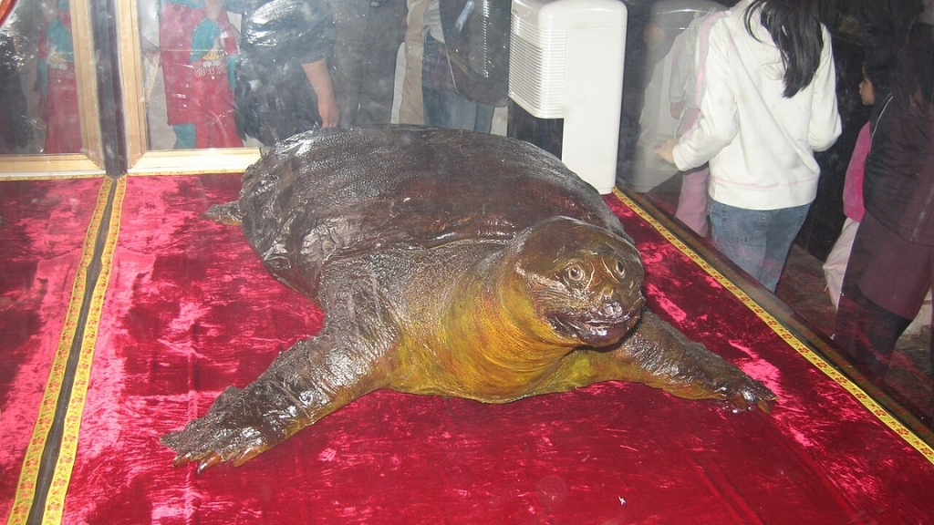 Temple Ngoc Son : Histoire, culture et guide pour une visite réussie - tortue lac hoan kiem 1024 Tortues du lac Hoan Kiem
