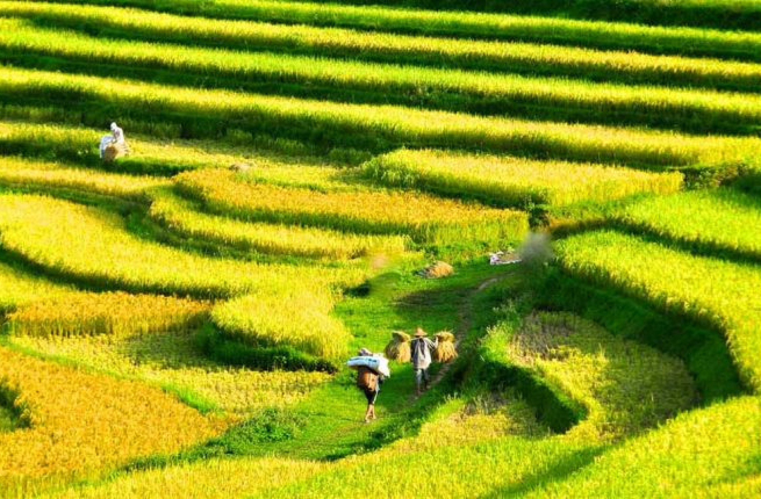 Circuit Vietnam 15 jours - Circuit initiatique avec la réserve naturelle de Pu Luong