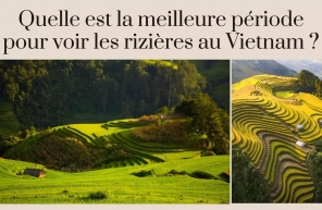Quelle est la meilleure période pour voir les rizières au Vietnam ?