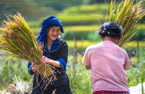 Voyage En Famille Vietnam 2025 : Guide Complet Et Conseils Pratiques