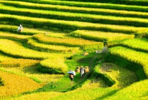 Circuit Vietnam 15 jours - Circuit initiatique avec la réserve naturelle de Pu Luong