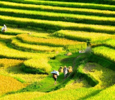 Circuit Vietnam 15 jours - Circuit initiatique avec la réserve naturelle de Pu Luong