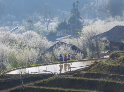 Bac Ha