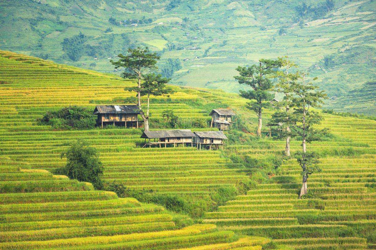 Sapa Village Vietnam : Voyage Unique Pendant Le Nouvel An Lunaire