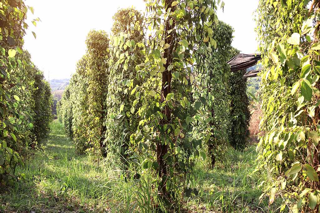 Visit a Kampot Pepper Farm