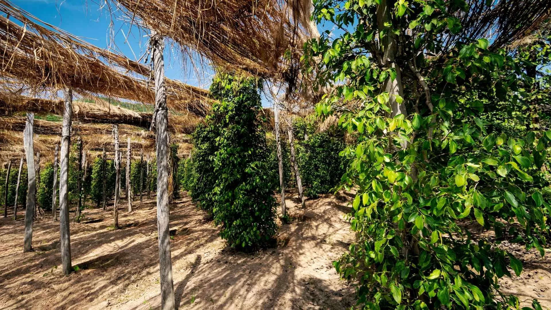 Quand partir à Kampot?