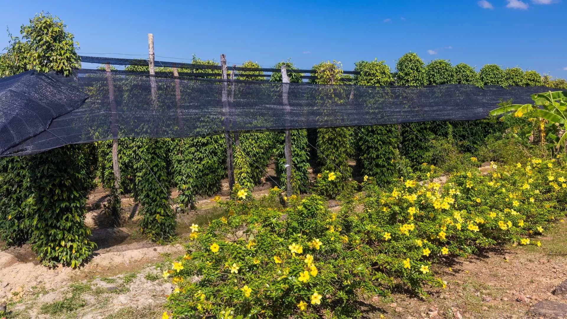 Visit a Kampot Pepper Farm