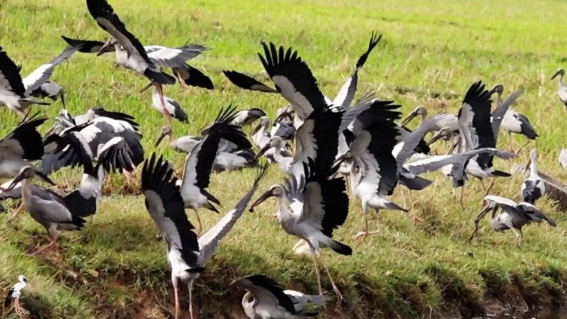 Preah Vihear Bird Watching Site