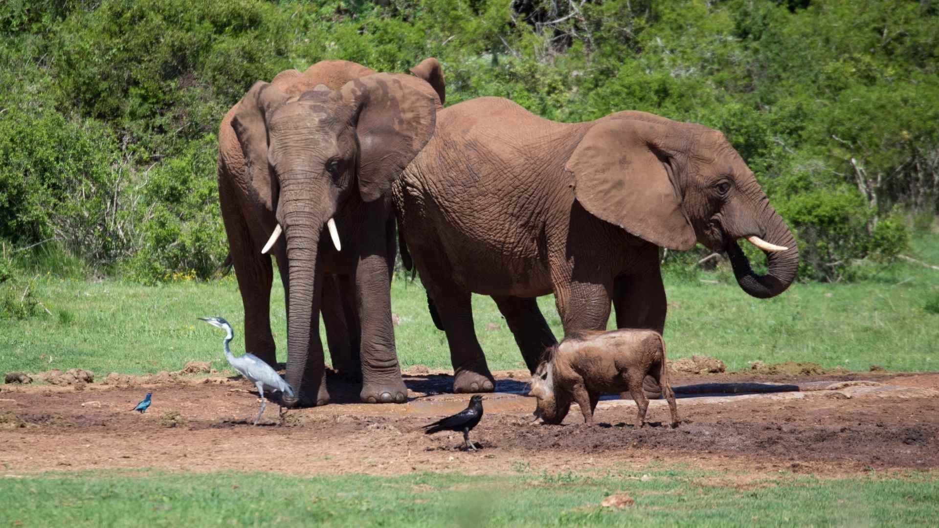 Elephant valley project