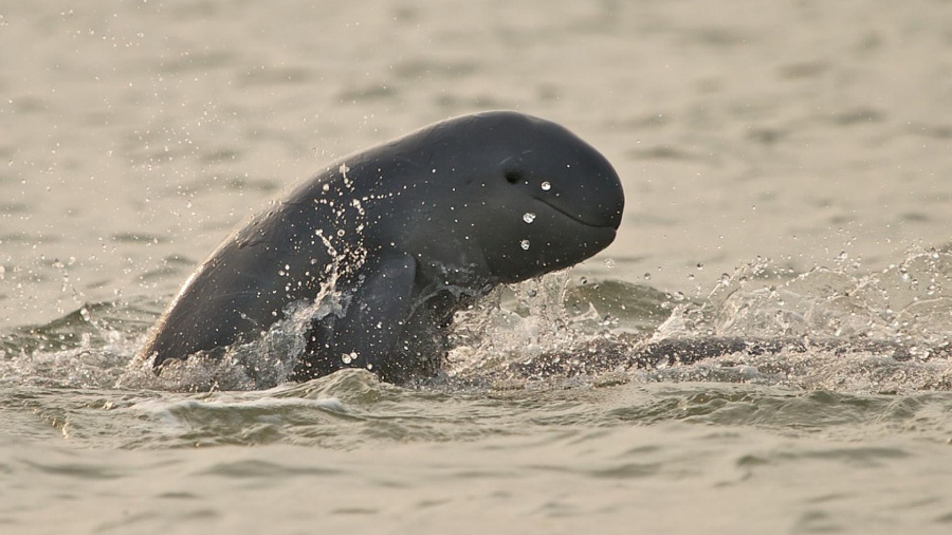 Irrawaddy dolphin