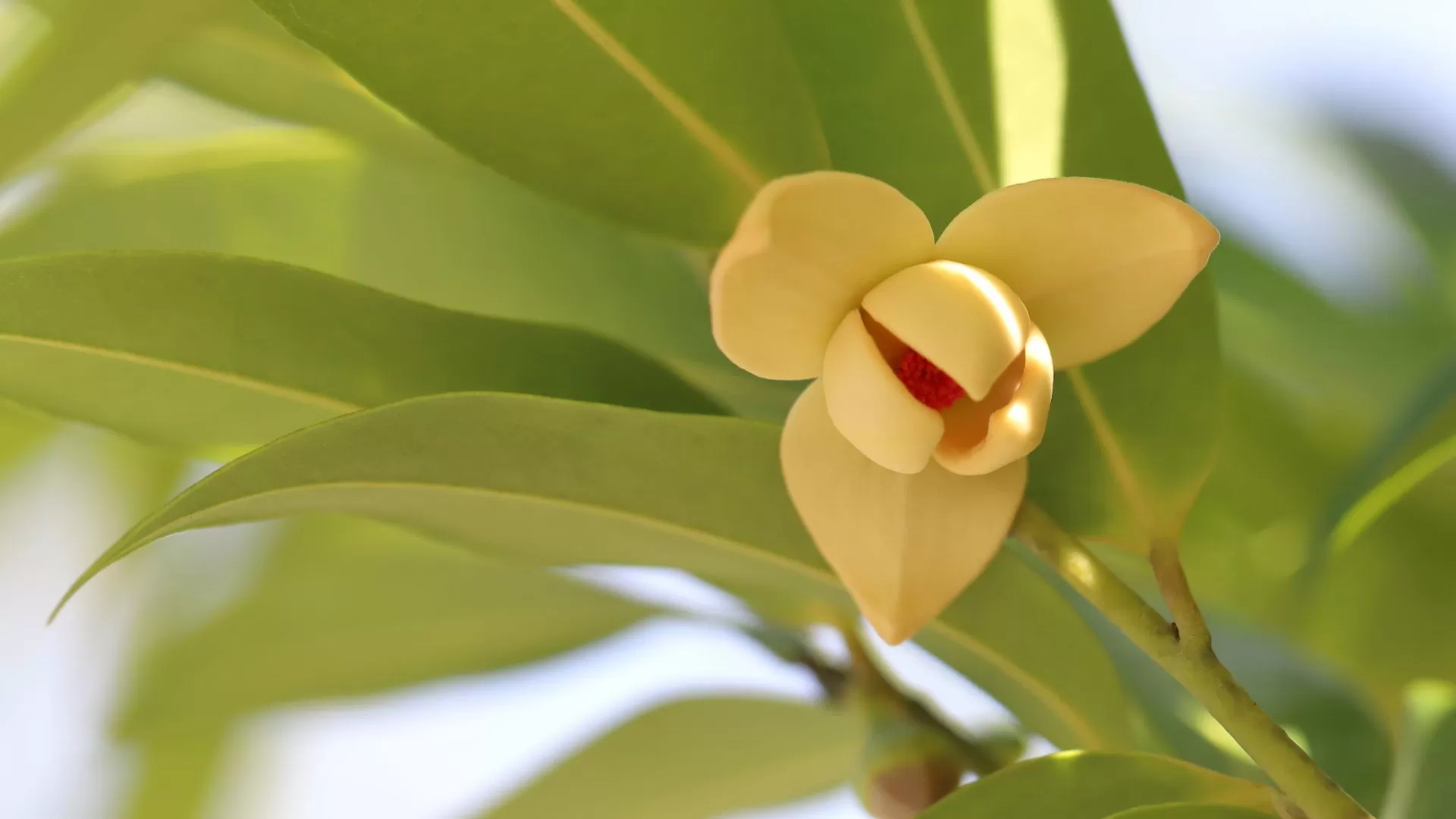 Fleur de Rumdul - fleur nationale du royaume du Cambodge