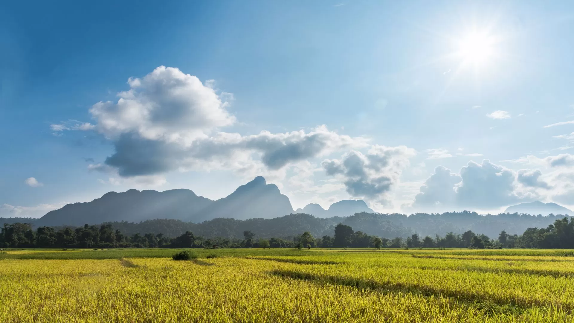 Rizière à Vangvieng Lao