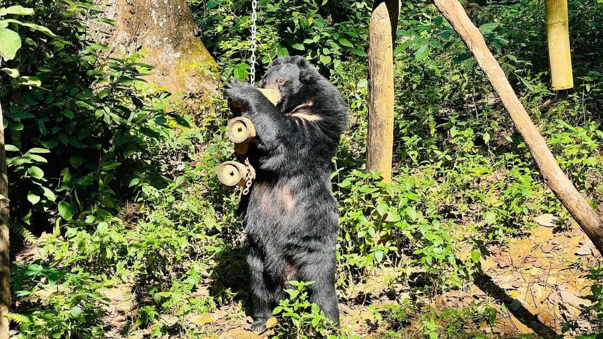 Tat Kuang Si bear rescue centre
