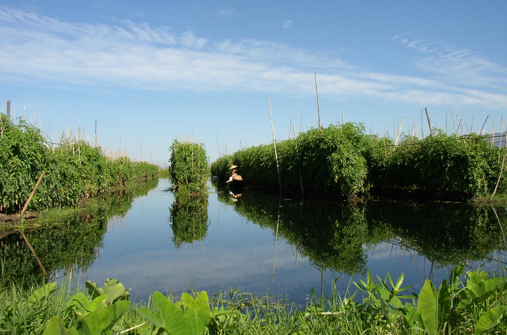 Floating garden in Inle Lake