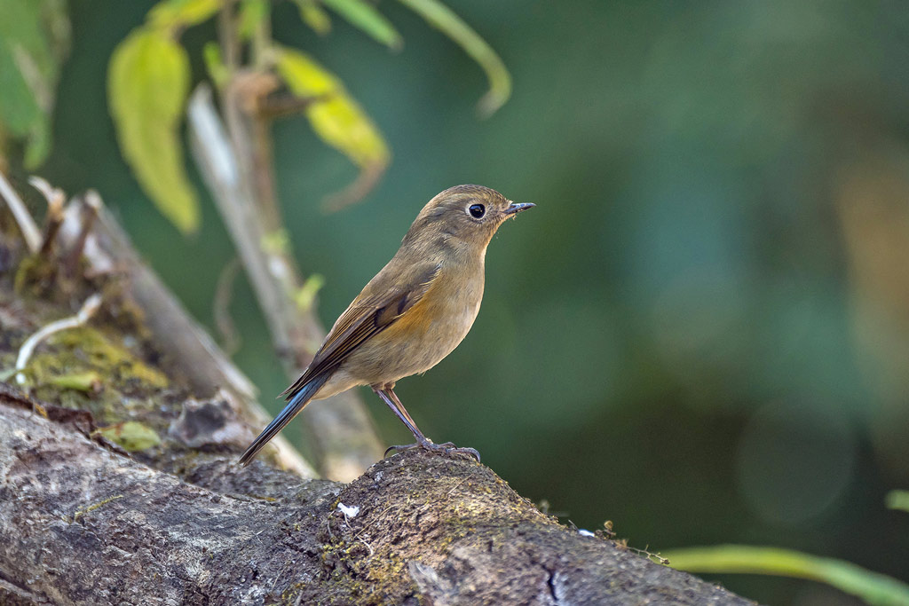 Bird watching in Ngapali