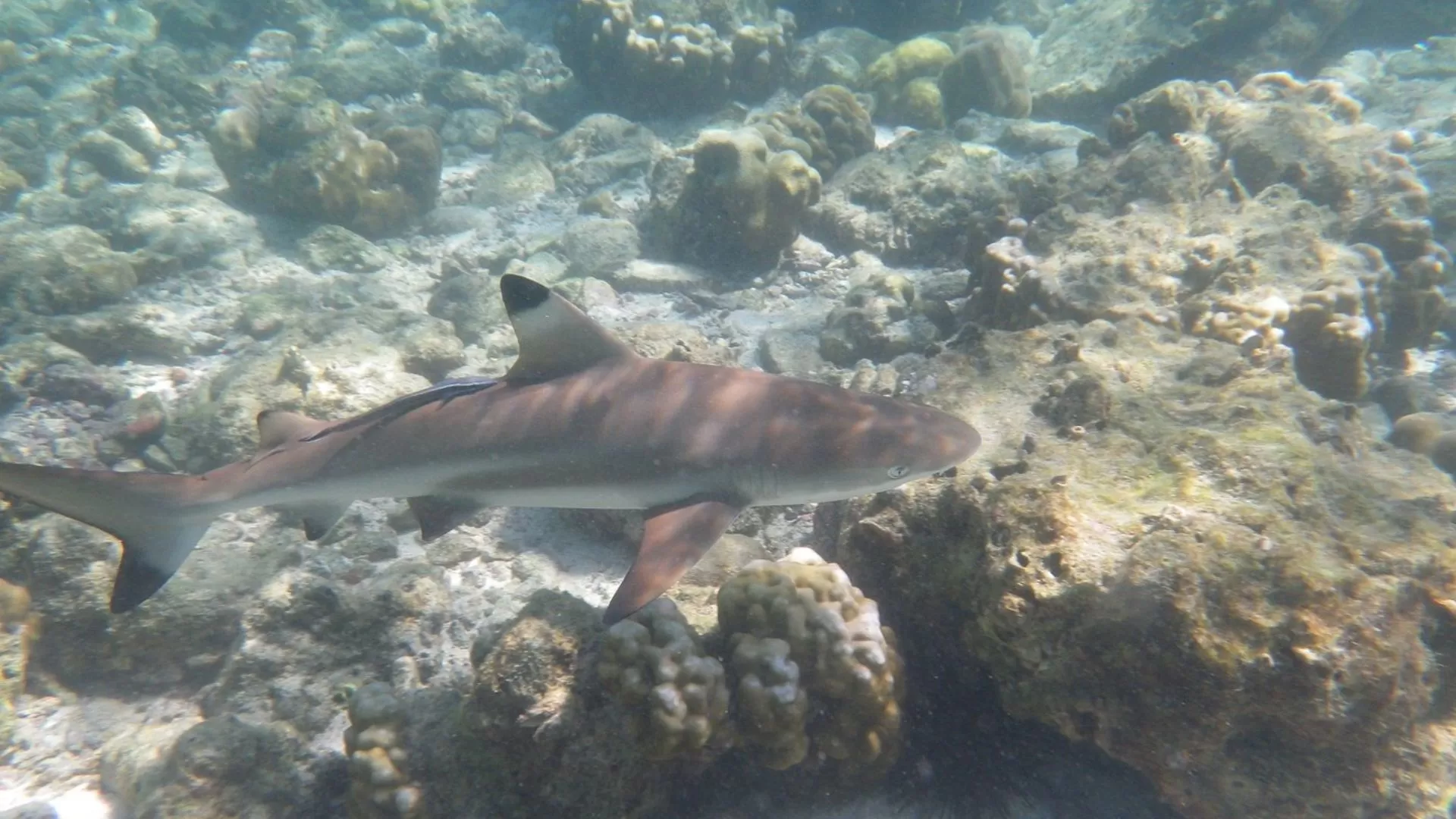 Observation des requins à pointe noire