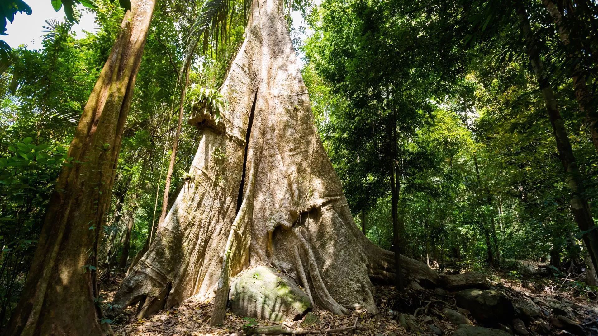Parc national de Khao Phanom Bencha