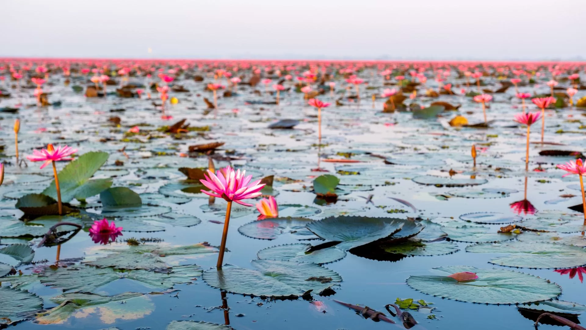 La magnifique mer de lotus rouges de Kumphawapi, avec ses fleurs roses