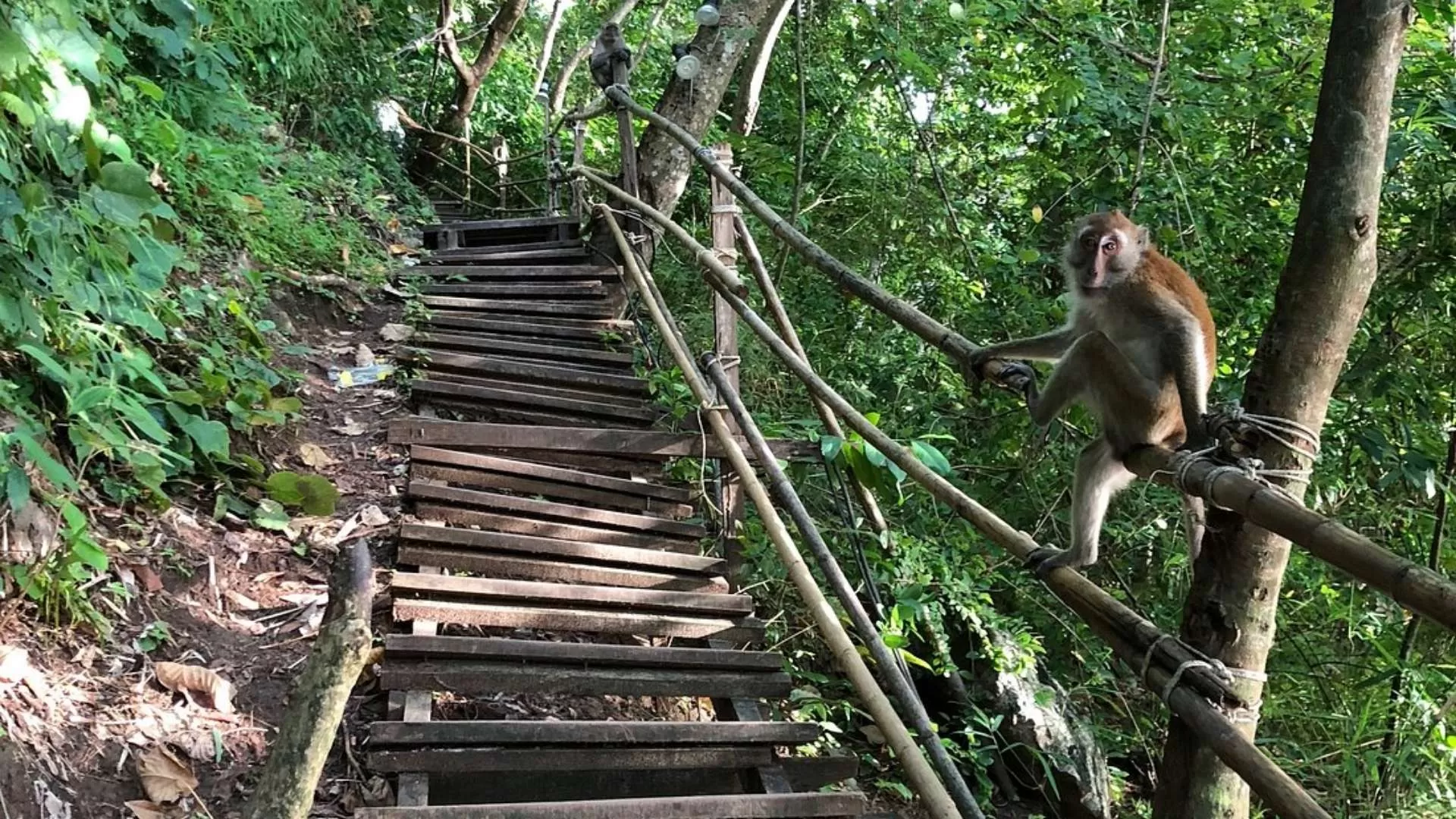 Walk in Monkey Trail