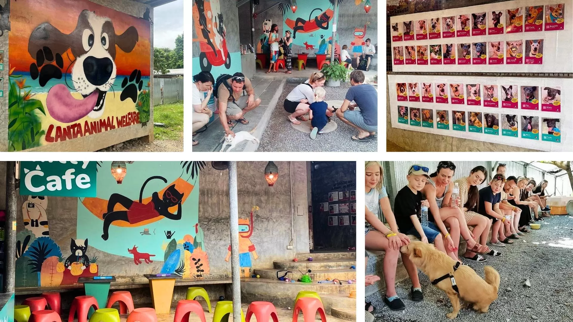 Koh Lanta Animal Welfare