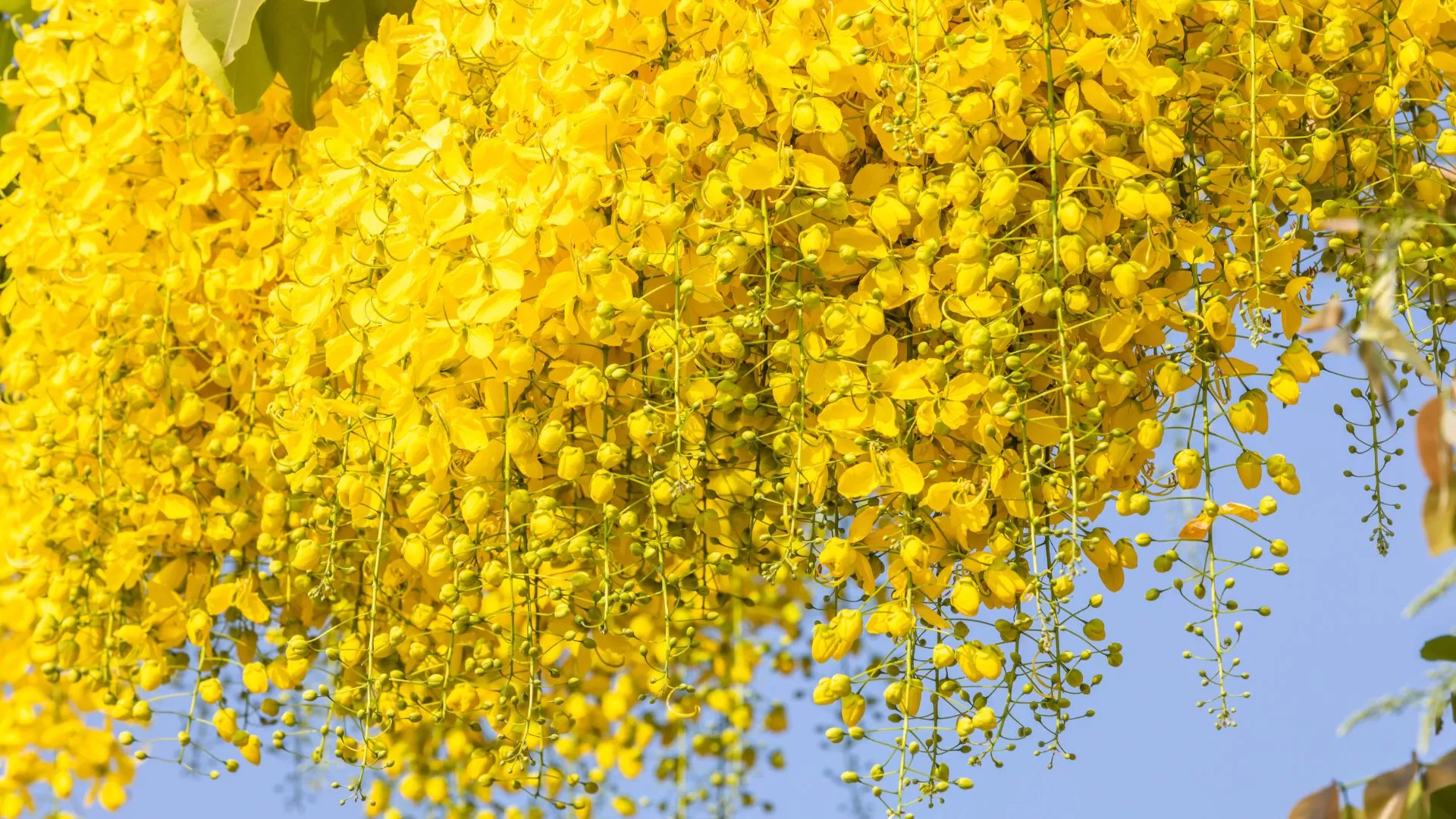 Fleur Cassia Fistula 