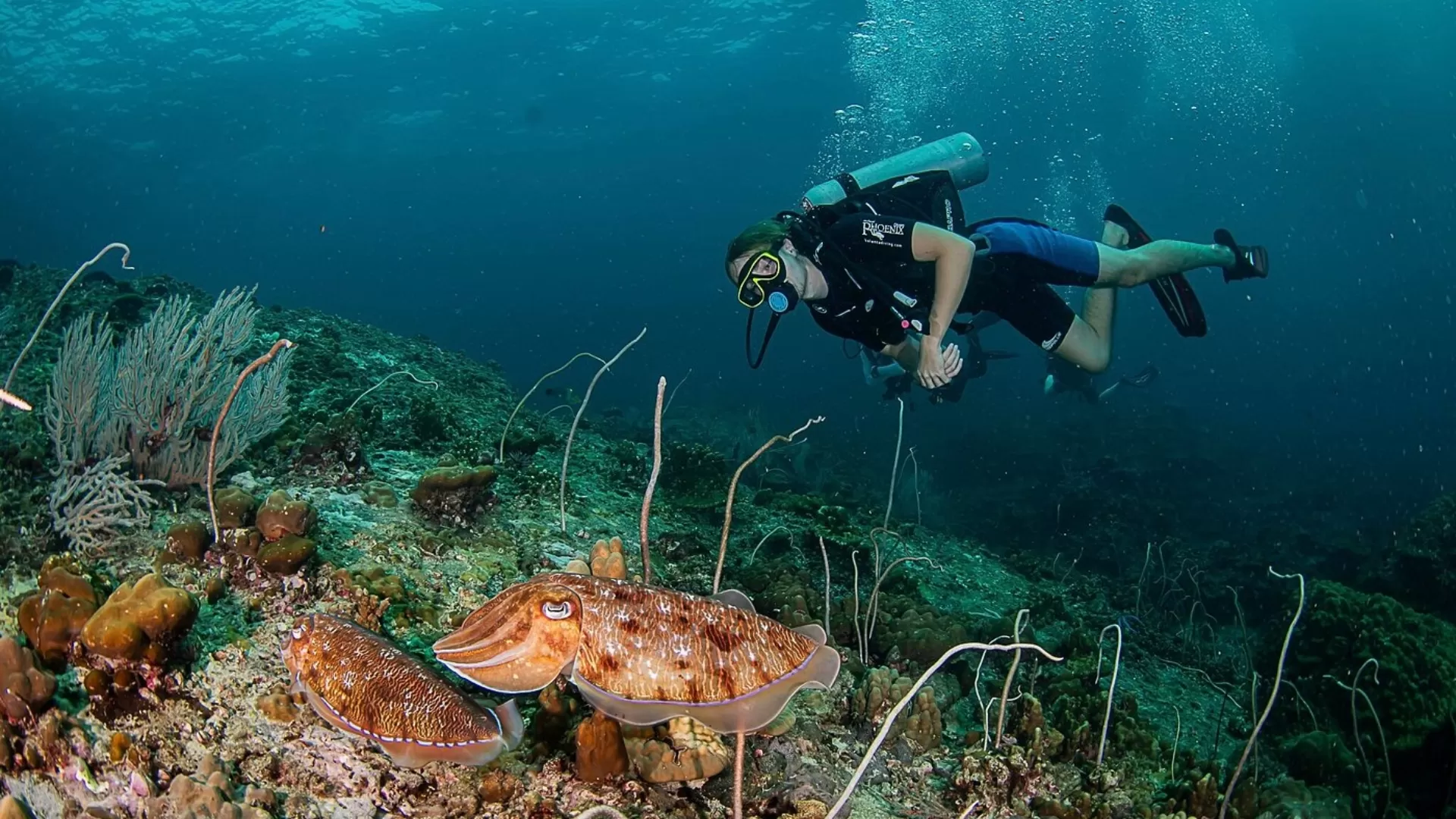 Plongée à Thailande