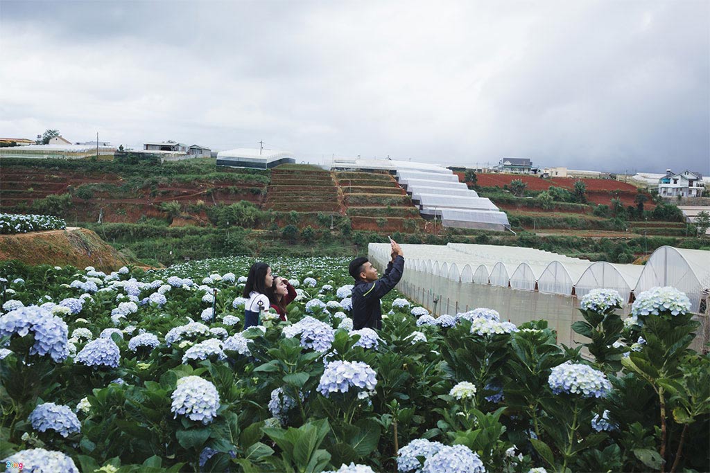 Da Lat-hydrangea field