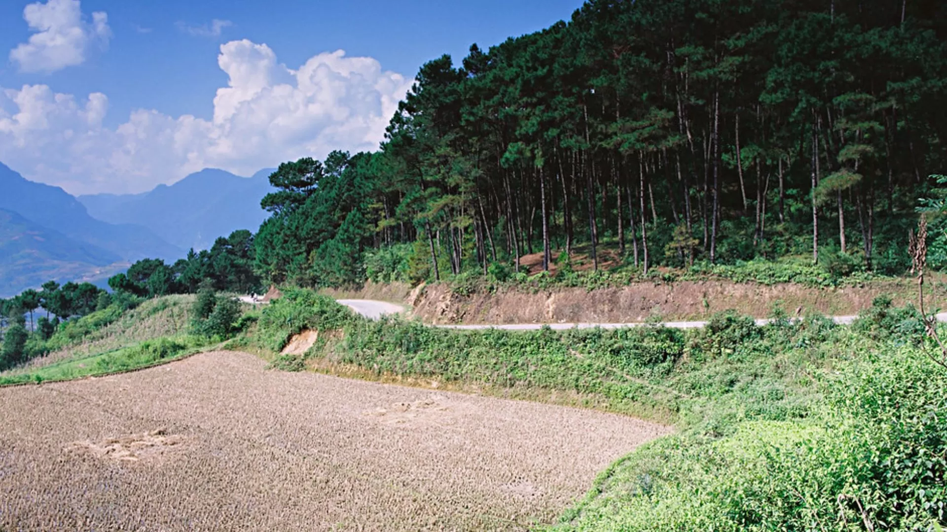 Forêt de pins de Yen Minh