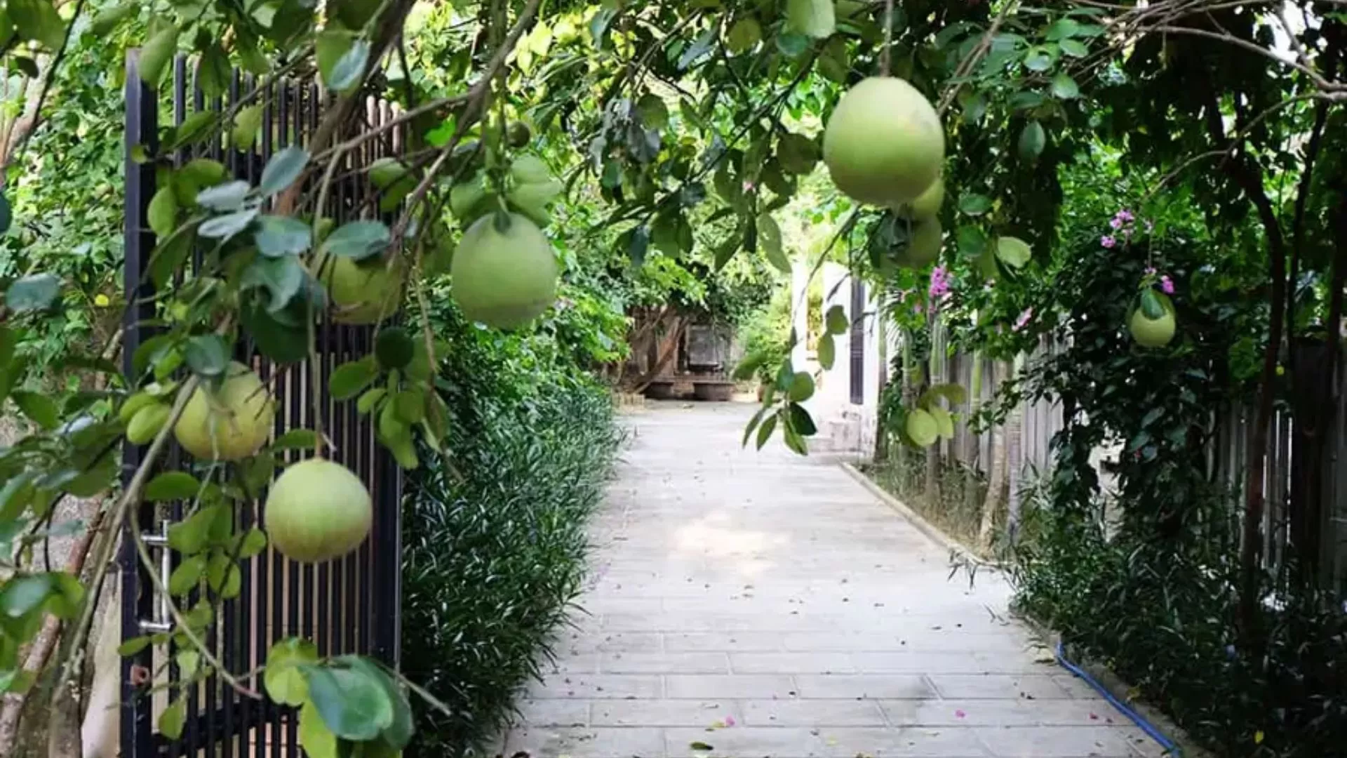 Maison-jardin à Thuy Bieu