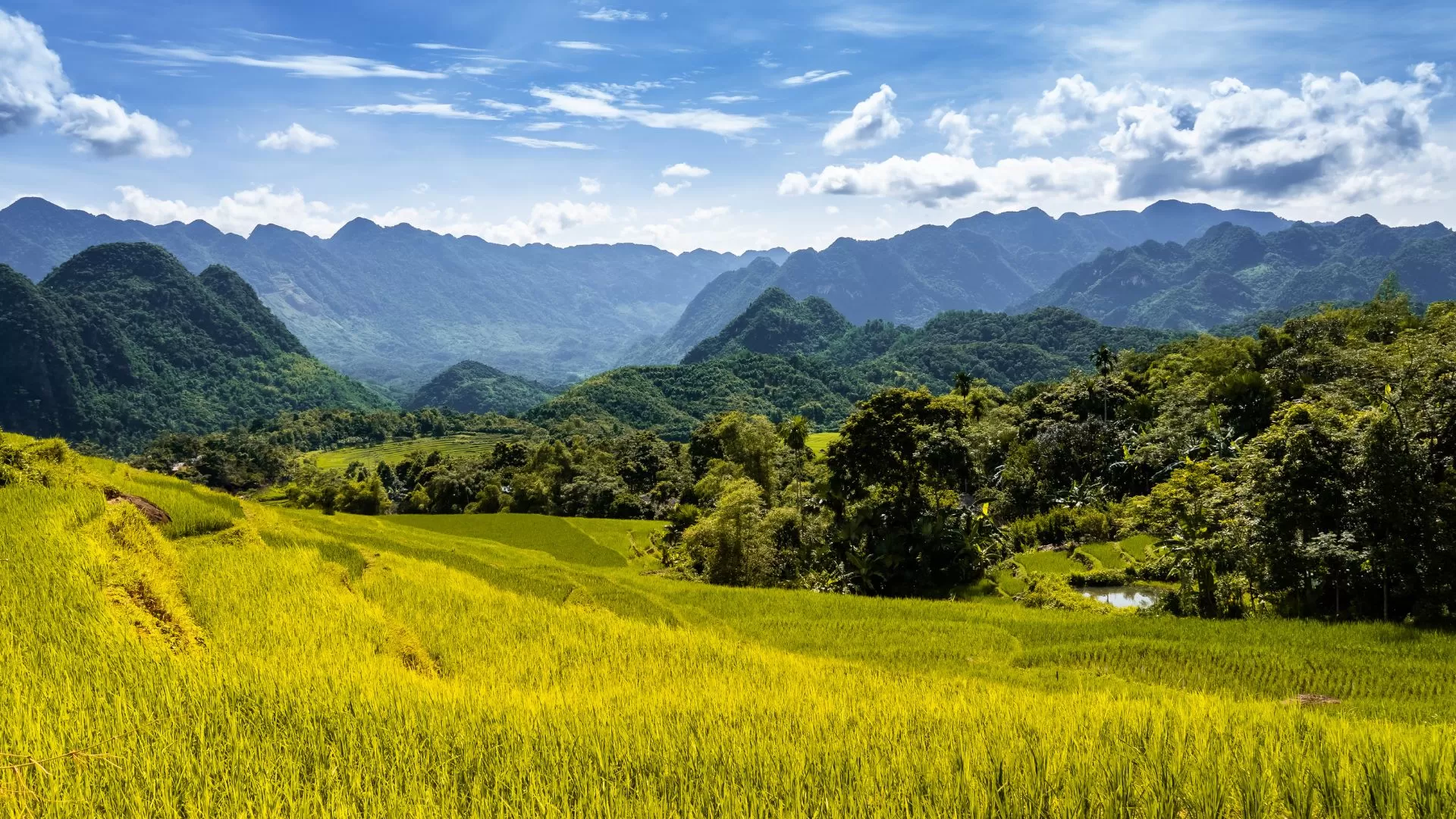 Mai Chau in golden rice harvest season