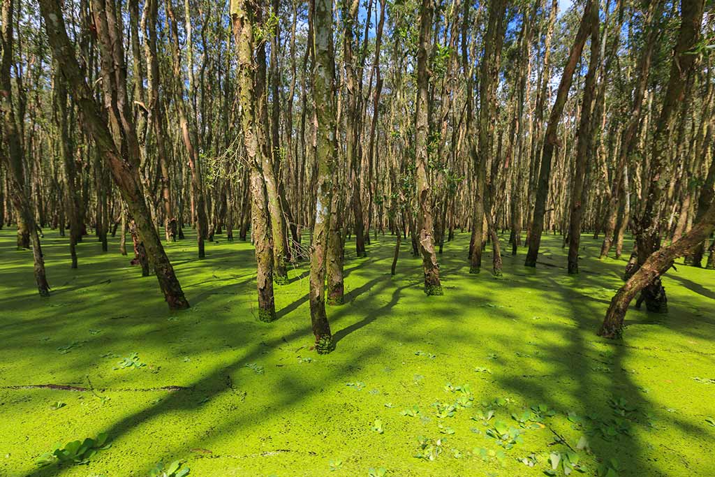 Forêt de Cajeput à An Giang