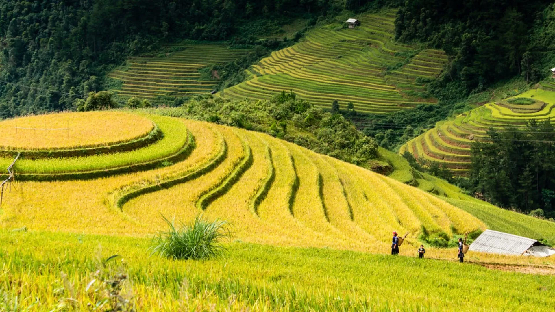 Rizières à la colline de Mam Xoi