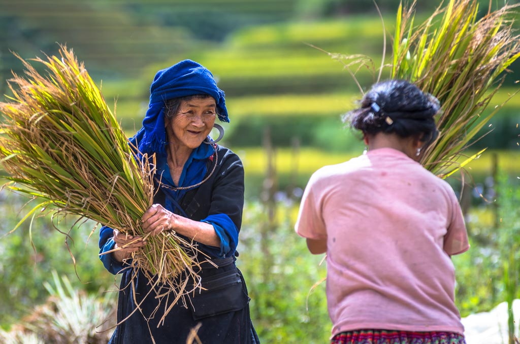 H'Mong farmers harvest rice in a terraced field in Mu Cang Chai