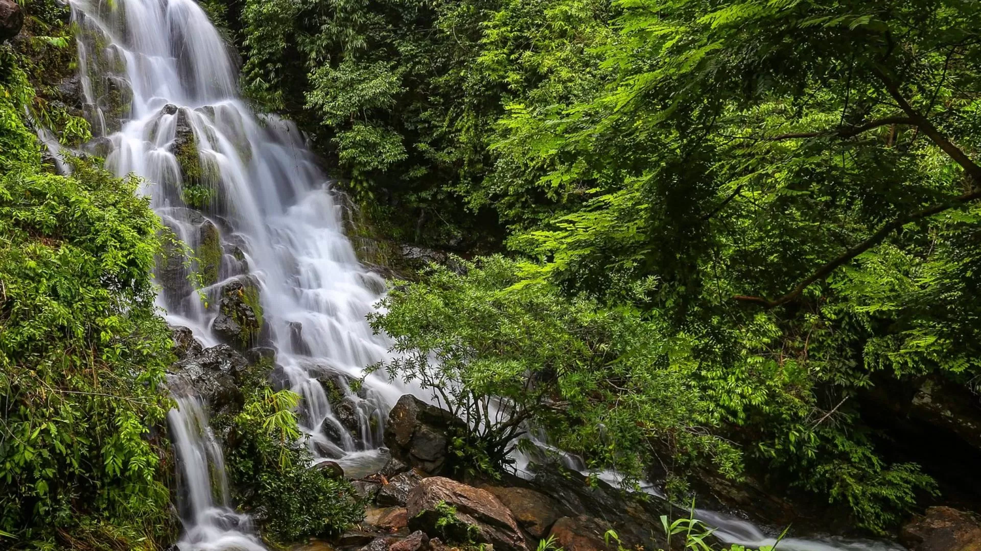 Jardin botanique de Phong Nha
