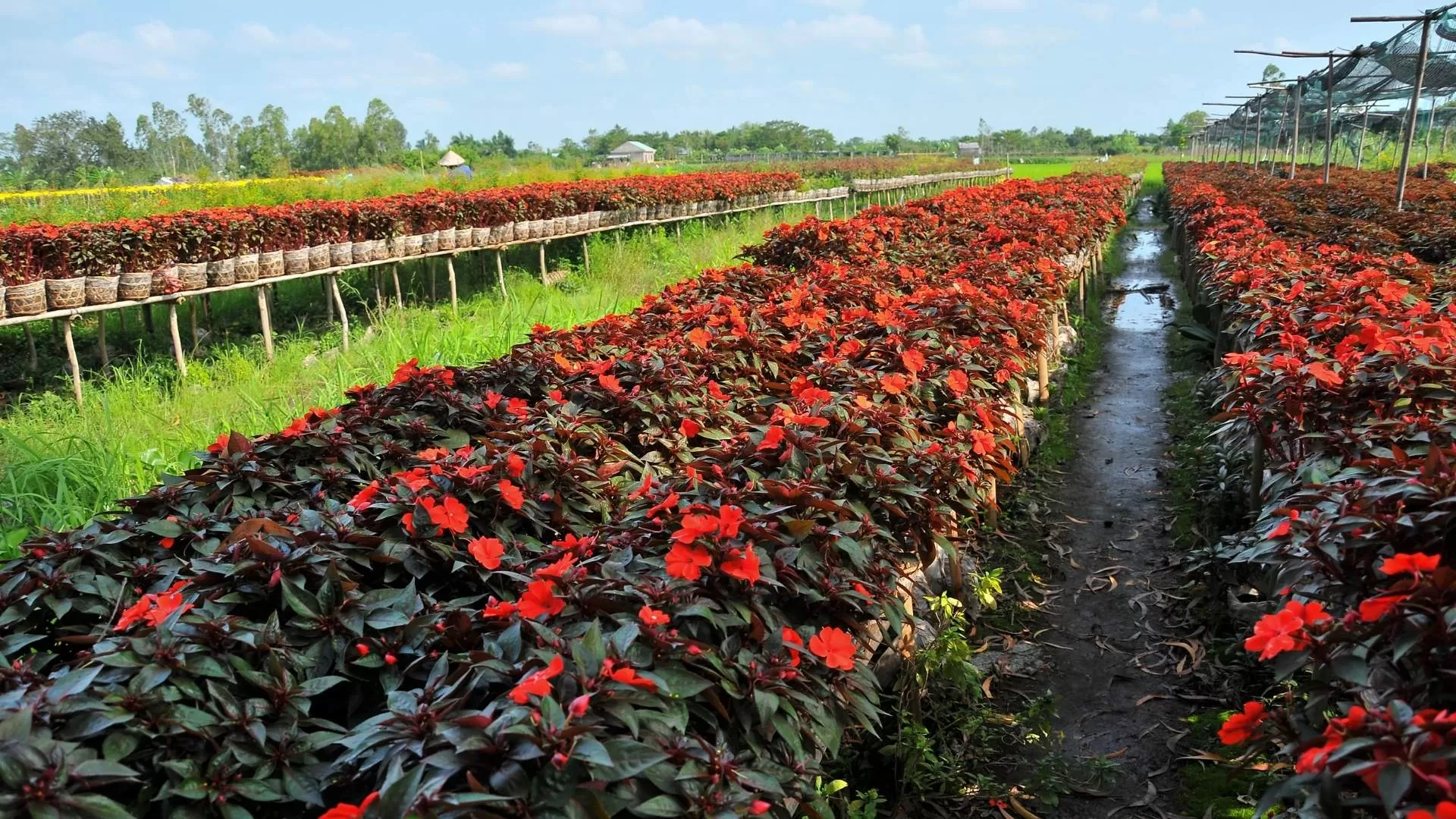 Sa Dec’s flower gardens