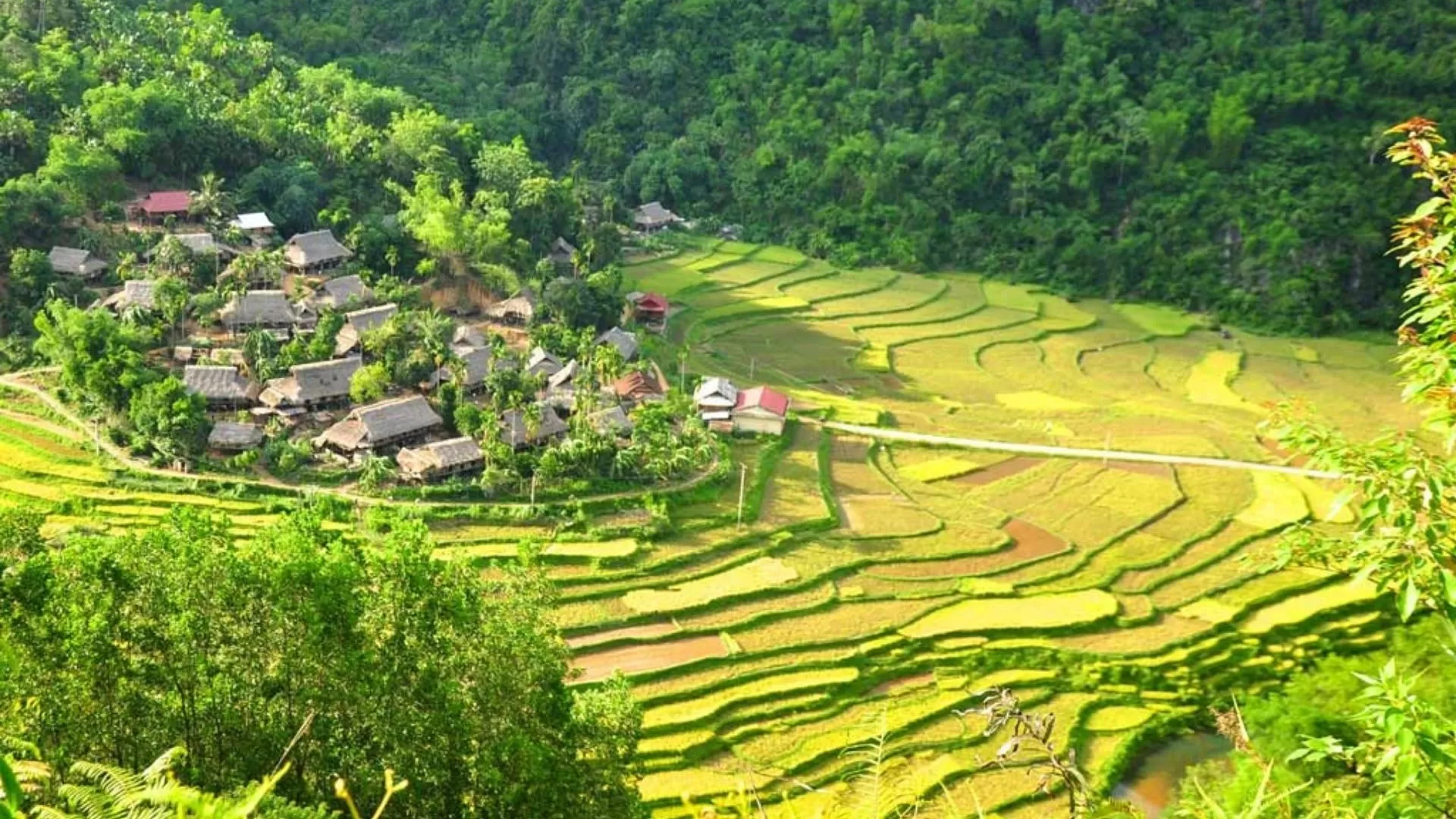Rice fields in Pu Luong