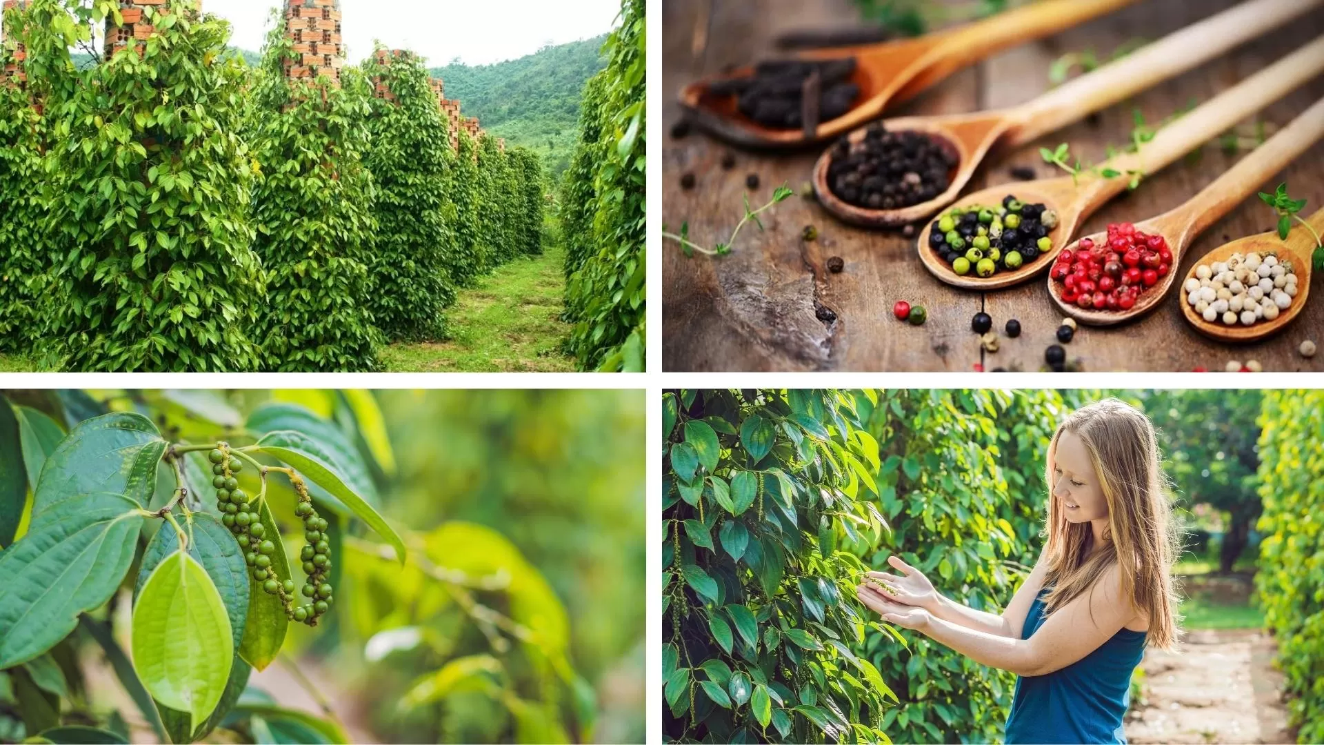 Phu Quoc pepper plantation