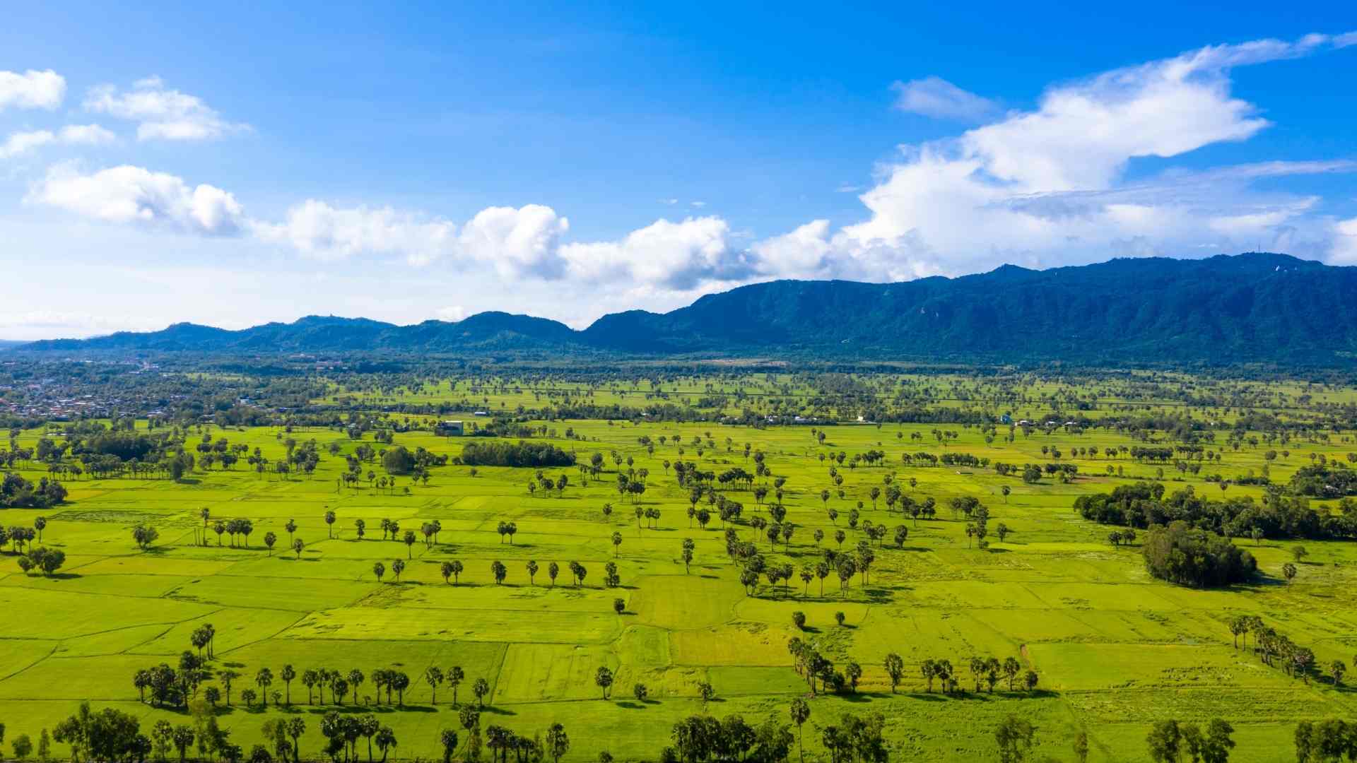 Cajeput forest in An Giang