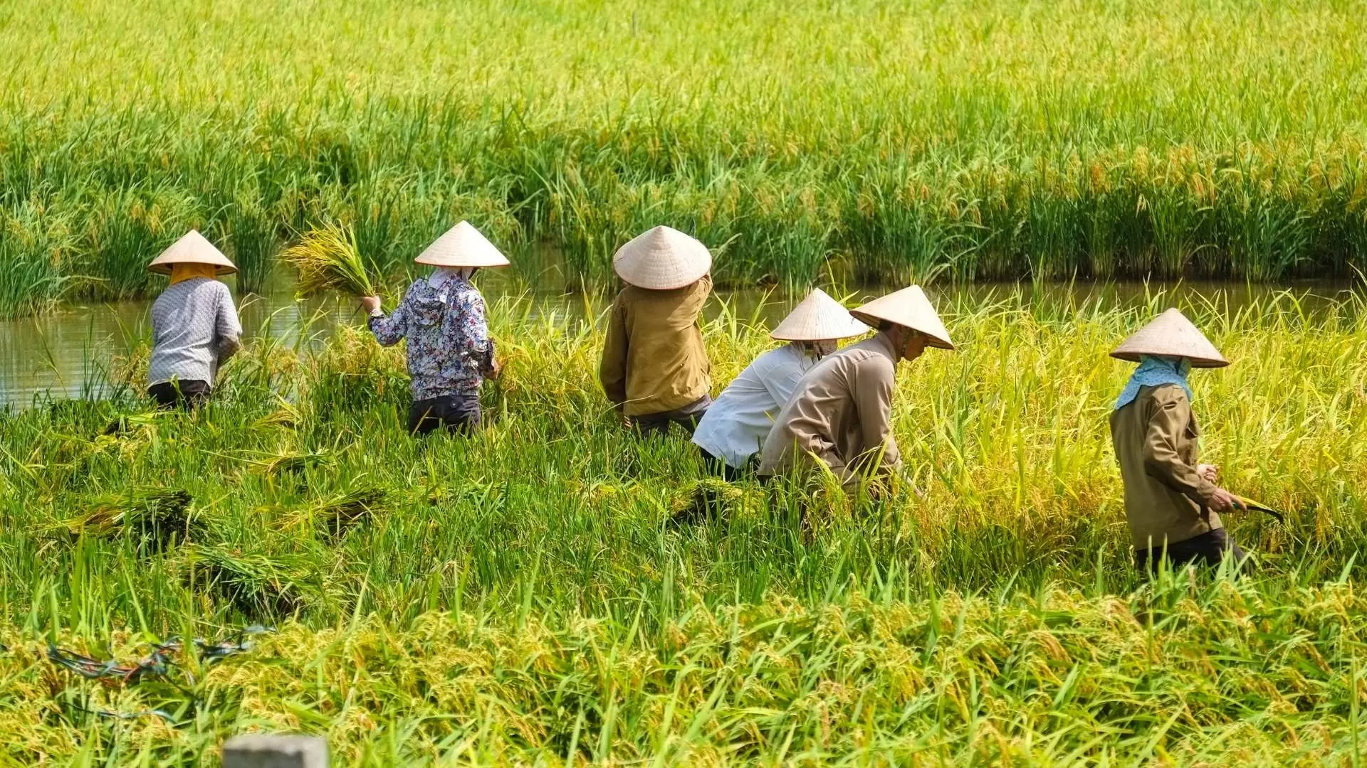 The conical hat in Vietnamese farming