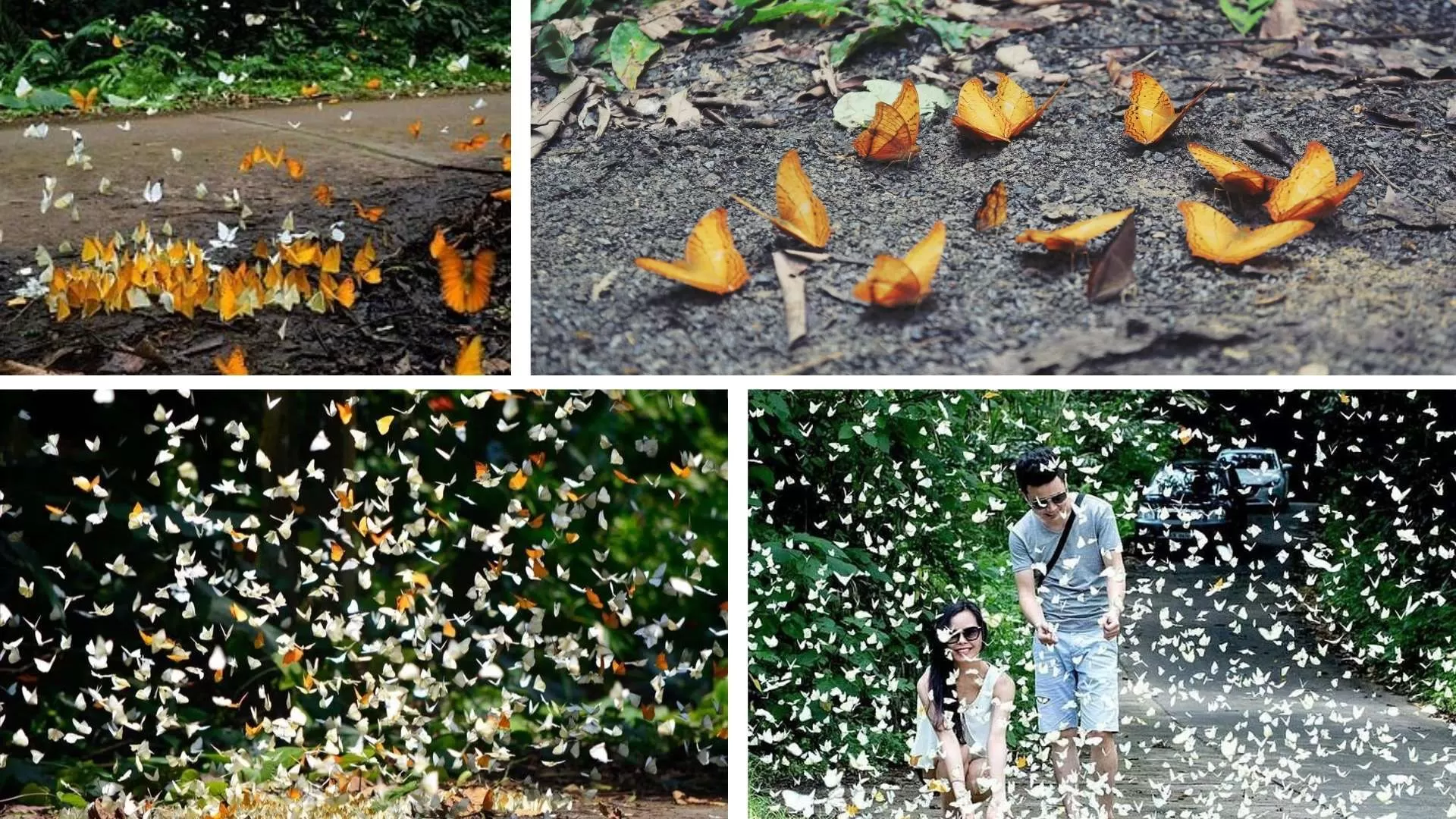 April to May - The season of butterfly at its best