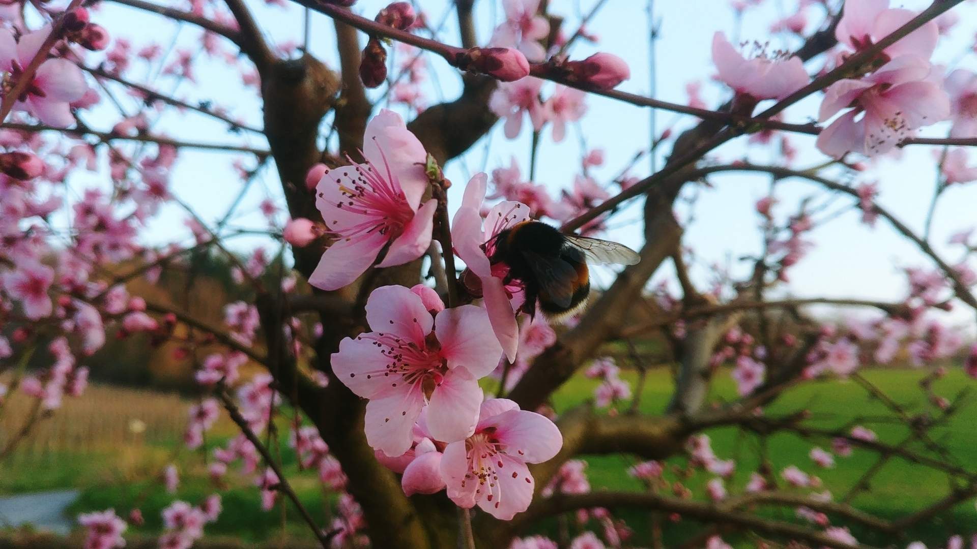 Peach blossom