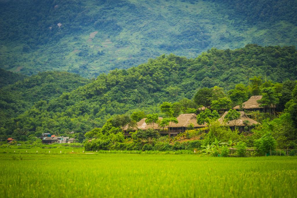 Les rizières de Mai Chau