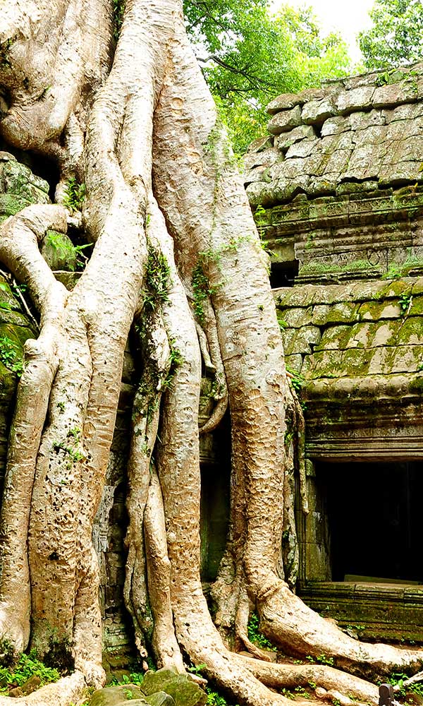 Racines d'un arbre envahissant un temple en pierre