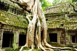 Racines d'un arbre envahissant un temple en pierre