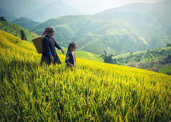Sapa, Vietnam, femme Hmong dans les rizières