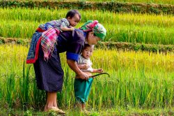 Ethnies du Nord Vietnam famille dans les rizières