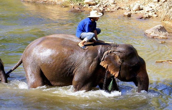 éléphant traversant la rivière Thailande