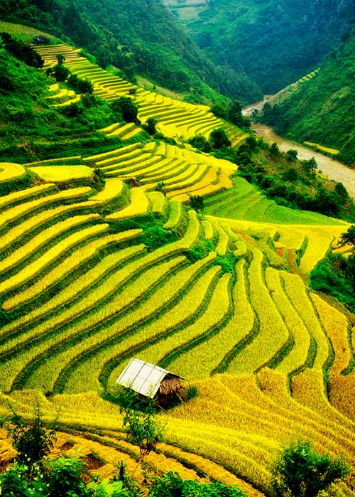 Vue sur les rizières mûres en terrasse de Sapa - une beauté pittoresque du Vietnam
