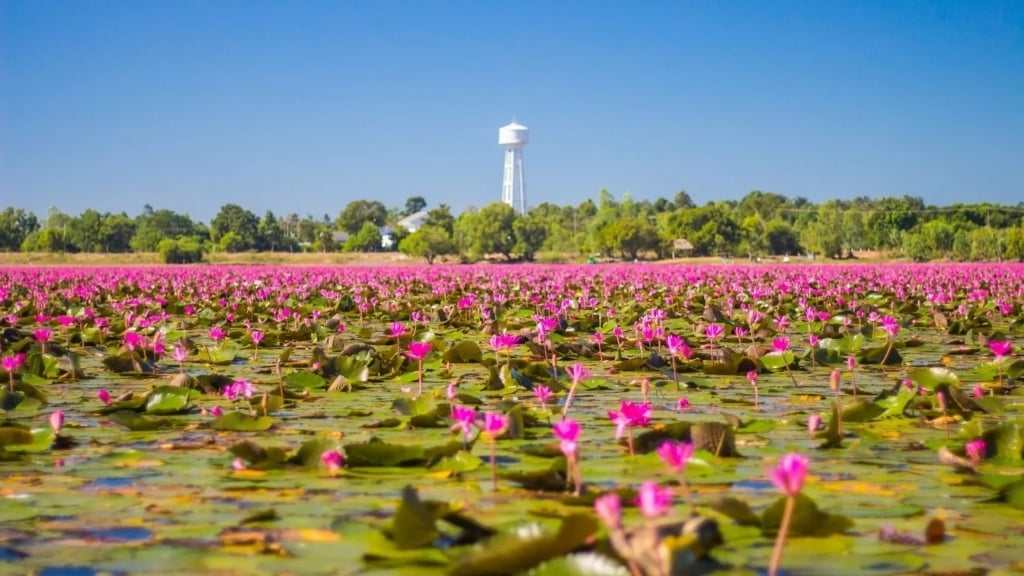 Lac de lotus rouge à Udon Thani