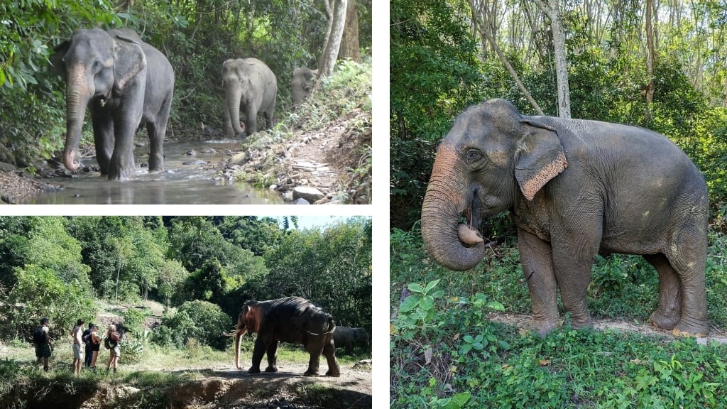 Koh Lanta Animal Welfare